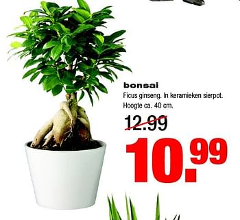 Aanbiedingen Bonsai ficus ginseng. in keramieken sierpot - Huismerk - Praxis - Geldig van 02/02/2015 tot 08/02/2015 bij Praxis