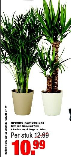 Aanbiedingen Groene kamerplant areca palm, dracaena of yucca - Huismerk - Praxis - Geldig van 02/02/2015 tot 08/02/2015 bij Praxis