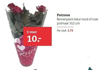 Aanbiedingen Potroos binnenplant kleur rood of roze - Huismerk- Boerenbond - Geldig van 02/02/2015 tot 15/02/2015 bij Boerenbond