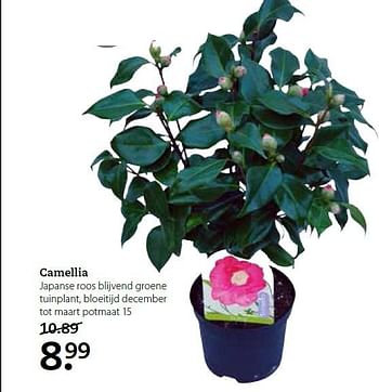 Aanbiedingen Camellia japanse roos blijvend groene - Huismerk- Boerenbond - Geldig van 02/02/2015 tot 15/02/2015 bij Boerenbond