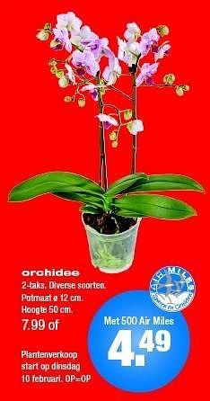 Aanbiedingen Orchidee - Huismerk - Praxis - Geldig van 09/02/2015 tot 15/02/2015 bij Praxis