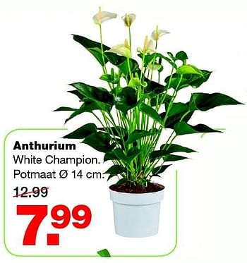 Aanbiedingen Anthurium white champion - Huismerk - Praxis - Geldig van 16/02/2015 tot 22/02/2015 bij Praxis