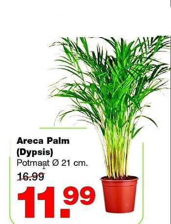 Aanbiedingen Areca palm (dypsis) - Huismerk - Praxis - Geldig van 16/02/2015 tot 22/02/2015 bij Praxis