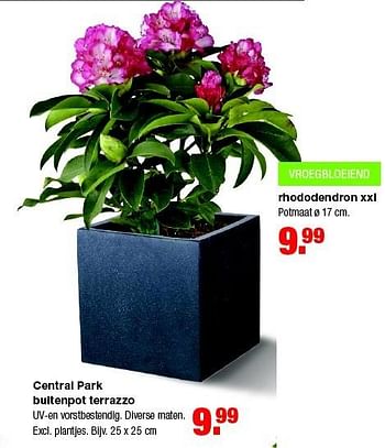 Aanbiedingen Rhododendron xxl - Huismerk - Praxis - Geldig van 02/03/2015 tot 08/03/2015 bij Praxis