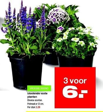 Aanbiedingen Bloeiende vaste planten - Huismerk - Praxis - Geldig van 02/03/2015 tot 08/03/2015 bij Praxis