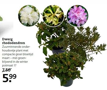 Aanbiedingen Dwerg rhododendron - Huismerk- Boerenbond - Geldig van 02/03/2015 tot 15/03/2015 bij Boerenbond