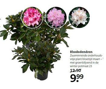 Aanbiedingen Rhododendron - Huismerk- Boerenbond - Geldig van 02/03/2015 tot 15/03/2015 bij Boerenbond