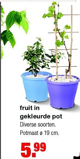 Aanbiedingen Fruit in gekleurde pot - Huismerk - Praxis - Geldig van 09/03/2015 tot 15/03/2015 bij Praxis