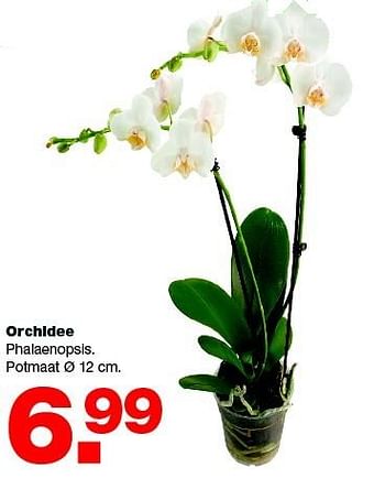 Aanbiedingen Orchidee phalaenopsis - Huismerk - Praxis - Geldig van 16/03/2015 tot 22/03/2015 bij Praxis