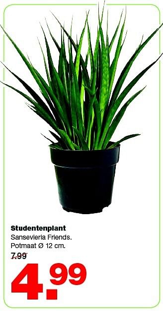 Aanbiedingen Studentenplant sansevieria friends - Huismerk - Praxis - Geldig van 16/03/2015 tot 22/03/2015 bij Praxis