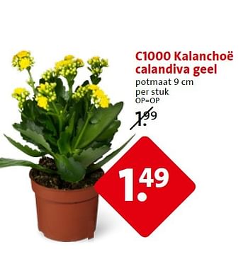 Aanbiedingen C1000 kalanchoë calandiva geel - Huismerk - C1000 Supermarkten - Geldig van 25/03/2015 tot 31/03/2015 bij C1000