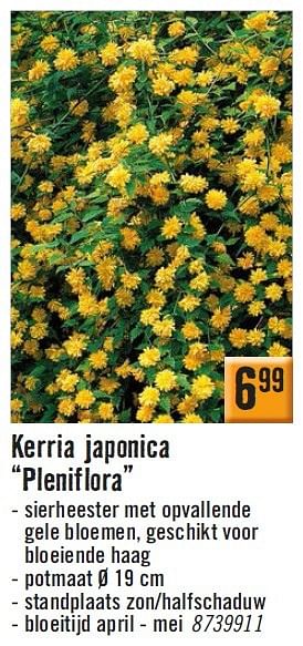 Aanbiedingen Kerria japonica pleniflora - Huismerk Hornbach - Geldig van 30/03/2015 tot 27/04/2015 bij Hornbach