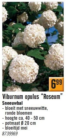 Aanbiedingen Viburnum opulus roseum sneeuwbal - Huismerk Hornbach - Geldig van 30/03/2015 tot 27/04/2015 bij Hornbach