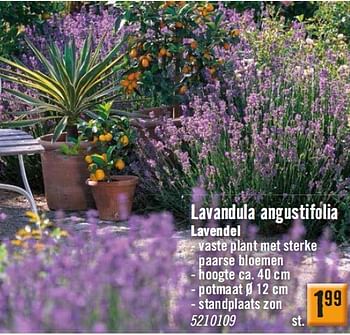 Aanbiedingen Lavandula angustifolia lavendel - Huismerk Hornbach - Geldig van 30/03/2015 tot 27/04/2015 bij Hornbach