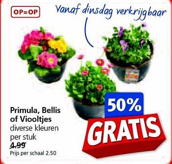 Aanbiedingen Primula, bellis of viooltjes - Huismerk - Jan Linders - Geldig van 07/04/2015 tot 12/04/2015 bij Jan Linders