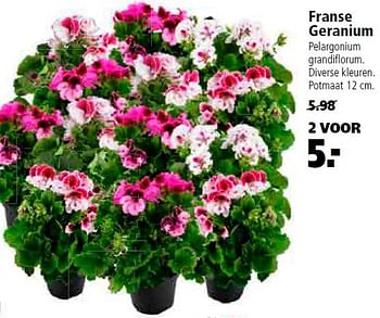 Aanbiedingen Franse geranium pelargonium grandi?orum - Huismerk - Welkoop - Geldig van 20/04/2015 tot 03/05/2015 bij Welkoop