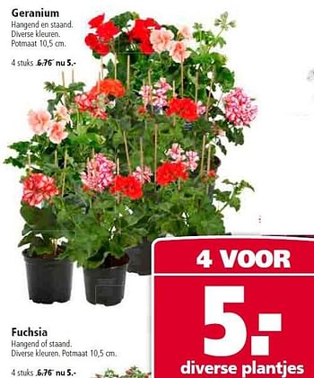 Aanbiedingen Geranium hangend en staand - Huismerk - Welkoop - Geldig van 20/04/2015 tot 03/05/2015 bij Welkoop