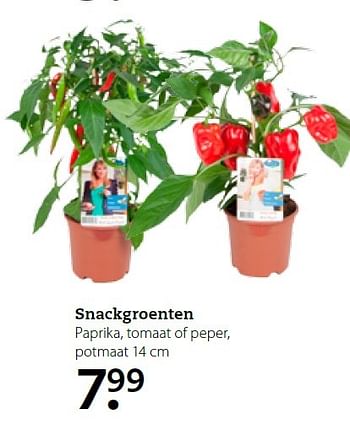 Aanbiedingen Snackgroenten paprika, tomaat of peper, potmaat - Huismerk- Boerenbond - Geldig van 27/04/2015 tot 10/05/2015 bij Boerenbond