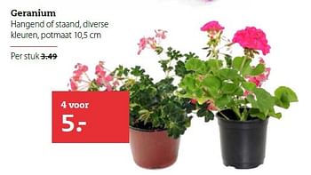 Aanbiedingen Geranium hangend of staand, diverse kleuren, potmaat - Huismerk- Boerenbond - Geldig van 27/04/2015 tot 10/05/2015 bij Boerenbond