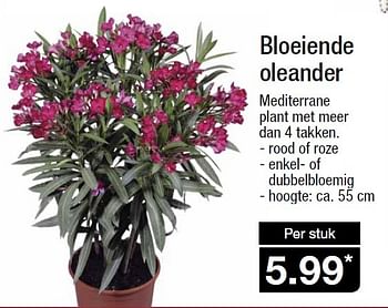 Aanbiedingen Bloeiende oleander - Huismerk - Aldi - Geldig van 13/05/2015 tot 19/05/2015 bij Aldi