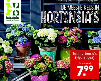 Aanbiedingen Tuinhortensia`s (hydrangea) - Huismerk - Intratuin - Geldig van 01/06/2015 tot 10/06/2015 bij Intratuin