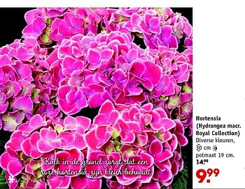 Aanbiedingen Hortensia (hydrangea macr. royal collection) - Huismerk - Intratuin - Geldig van 01/06/2015 tot 10/06/2015 bij Intratuin