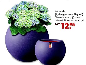 Aanbiedingen Hortensia (hydrangea macr. magical) - Huismerk - Intratuin - Geldig van 01/06/2015 tot 10/06/2015 bij Intratuin