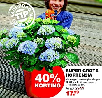 Aanbiedingen Super grote hortensia - Huismerk - Praxis - Geldig van 15/06/2015 tot 21/06/2015 bij Praxis