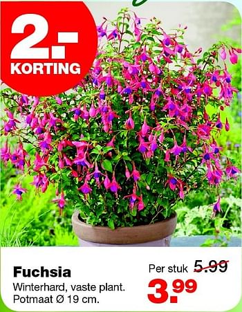 Aanbiedingen Fuchsia winterhard, vaste plant - Huismerk - Praxis - Geldig van 15/06/2015 tot 21/06/2015 bij Praxis