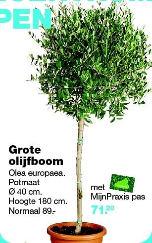Aanbiedingen Grote olijfboom olea europaea. potmaat - Huismerk - Praxis - Geldig van 13/07/2015 tot 19/07/2015 bij Praxis
