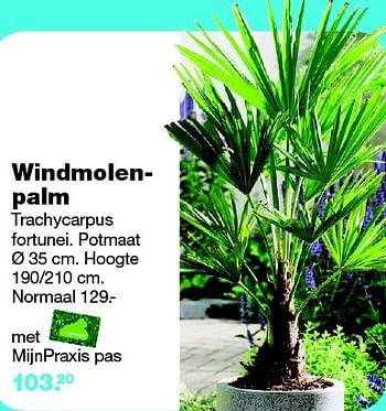 Aanbiedingen Windmolenpalm - Huismerk - Praxis - Geldig van 13/07/2015 tot 19/07/2015 bij Praxis