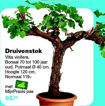 Aanbiedingen Druivenstok vitis vinifera - Huismerk - Praxis - Geldig van 13/07/2015 tot 19/07/2015 bij Praxis