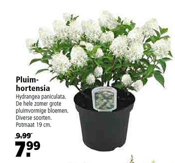 Aanbiedingen Pluim hortensia - Huismerk - Welkoop - Geldig van 13/07/2015 tot 26/07/2015 bij Welkoop