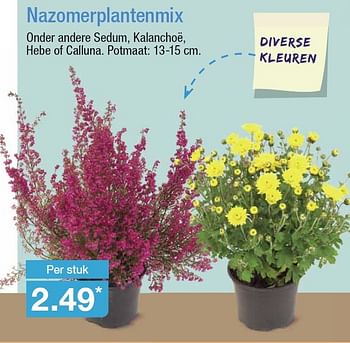 Aanbiedingen Nazomerplantenmix - Huismerk - Aldi - Geldig van 19/08/2015 tot 25/08/2015 bij Aldi