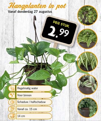 Aanbiedingen Hangplanten in pot - Huismerk - Lidl - Geldig van 31/08/2015 tot 02/09/2015 bij Lidl