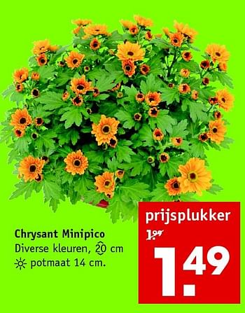 Aanbiedingen Chrysant minipico - Huismerk - Intratuin - Geldig van 14/09/2015 tot 20/09/2015 bij Intratuin