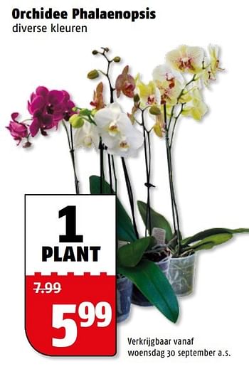 Aanbiedingen Orchidee phalaenopsis - Huismerk Poiesz - Geldig van 28/09/2015 tot 04/10/2015 bij Poiesz