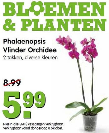 Aanbiedingen Phalaenopsis vlinder orchidee - Huismerk - Em-té - Geldig van 04/10/2015 tot 10/10/2015 bij Em-té