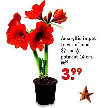 Aanbiedingen Amaryllis in pot in wit of rood - Huismerk - Intratuin - Geldig van 14/12/2015 tot 20/12/2015 bij Intratuin