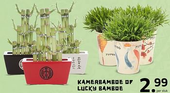 Aanbiedingen Kamerbamboe of lucky bamboe - Huismerk - Lidl - Geldig van 01/02/2016 tot 07/02/2016 bij Lidl
