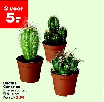 Aanbiedingen Cactus canarias - Huismerk - Praxis - Geldig van 14/03/2016 tot 20/03/2016 bij Praxis