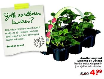 Aanbiedingen Aardbeienplant elsanta of ostara - Huismerk - Praxis - Geldig van 14/03/2016 tot 20/03/2016 bij Praxis