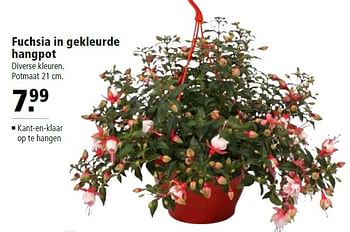 Aanbiedingen Fuchsia in gekleurde hangpot - Huismerk - Welkoop - Geldig van 18/04/2016 tot 01/05/2016 bij Welkoop