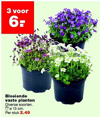 Aanbiedingen Bloeiende vaste planten - Huismerk - Praxis - Geldig van 25/04/2016 tot 01/05/2016 bij Praxis