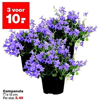 Aanbiedingen Campanula - Huismerk - Praxis - Geldig van 25/04/2016 tot 01/05/2016 bij Praxis