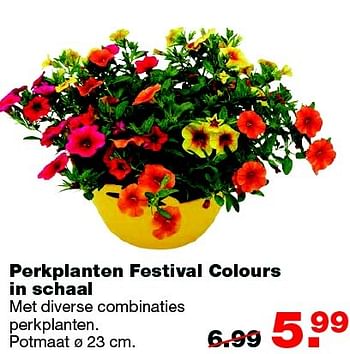 Aanbiedingen Perkplanten festival colours in schaal - Huismerk - Praxis - Geldig van 25/04/2016 tot 01/05/2016 bij Praxis