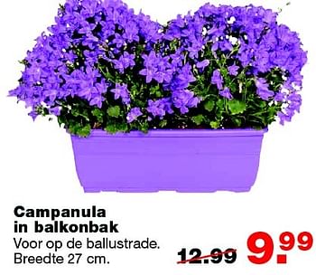 Aanbiedingen Campanula in balkonbak - Huismerk - Praxis - Geldig van 25/04/2016 tot 01/05/2016 bij Praxis