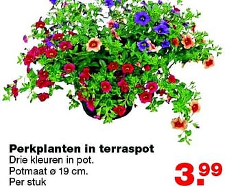 Aanbiedingen Perkplanten in terraspot - Huismerk - Praxis - Geldig van 25/04/2016 tot 01/05/2016 bij Praxis