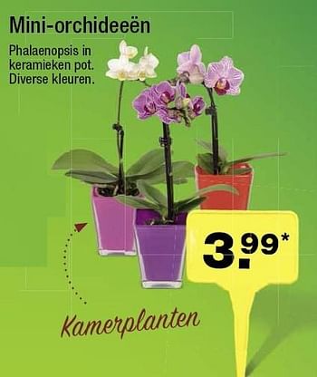 Aanbiedingen Mini-orchideeën - Huismerk - Aldi - Geldig van 04/05/2016 tot 10/05/2016 bij Aldi