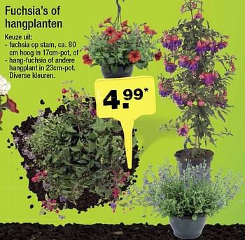 Aanbiedingen Fuchsia`s of hangplanten - Huismerk - Aldi - Geldig van 04/05/2016 tot 10/05/2016 bij Aldi